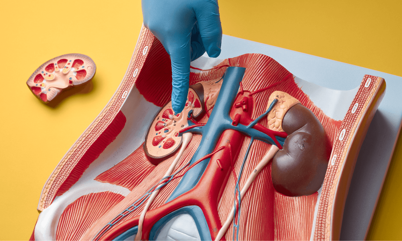 Transplante Renal